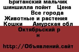 Британский мальчик шиншилла-пойнт › Цена ­ 5 000 - Все города Животные и растения » Кошки   . Амурская обл.,Октябрьский р-н